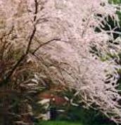 Tamarix, Five-stamen Tamarix, Saltcedar, Salt Cedar Pink Cascade
