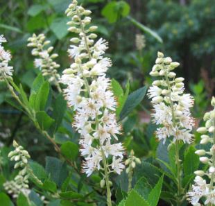 Clethra, Summersweet, Sweet Pepper Bush Hummingbird