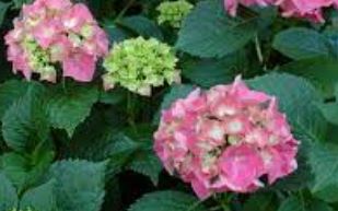 Bigleaf Hydrangea, French Hydrangea, Mophead Glowing Embers