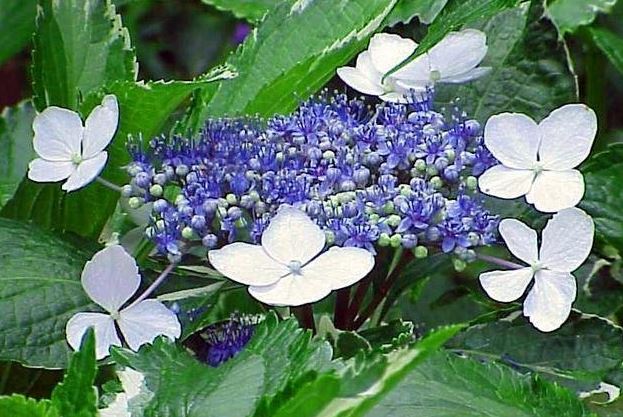 Bigleaf Hydrangea, Lacecap Silver Variegated Mariesii