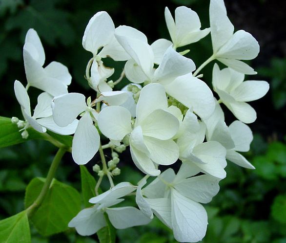 Panicle Hydrangea, Tree Hydrangea Barbara