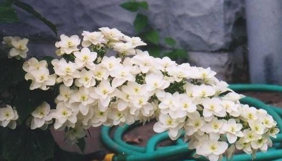 Oakleaf Hydrangea Snowflake