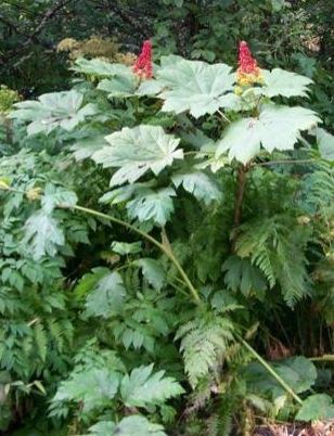 Oplopanax Species, Devils Club