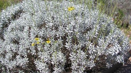 Encelia Species, Brittle Bush, Goldhills, Incienso, White Brittlebush