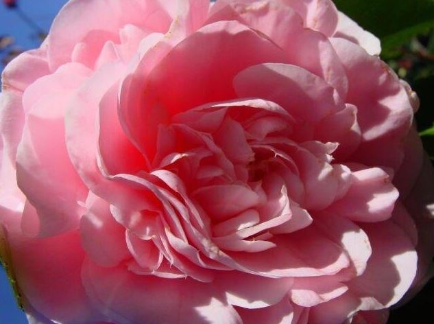 Common Camellia, Japanese Camellia Debutante
