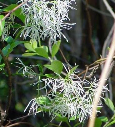 Pygmy Fringetree