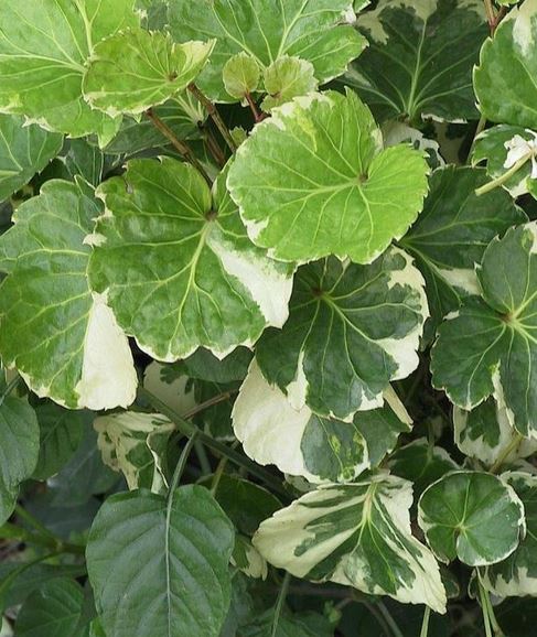Polyscias, Balfour Aralia, Dinner Plate Aralia Balfouriana