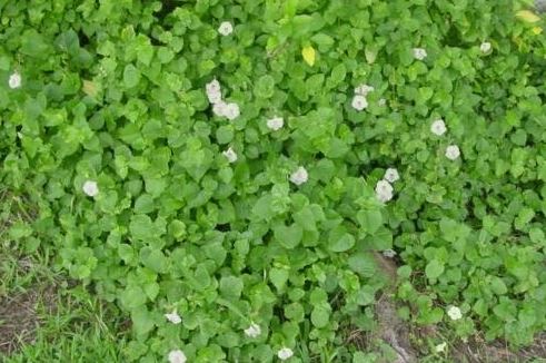 Asystasia Species, Chinese Violet, Creeping Foxglove, Ganges Primrose