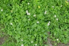 Asystasia Species, Chinese Violet, Creeping Foxglove, Ganges Primrose