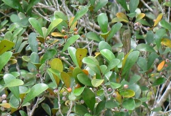 Ficus Species, Delta Fig, Fig Shrub, Mistletoe Fig