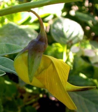 Crotalaria Species, Canary Bird Bush, Rattlebox