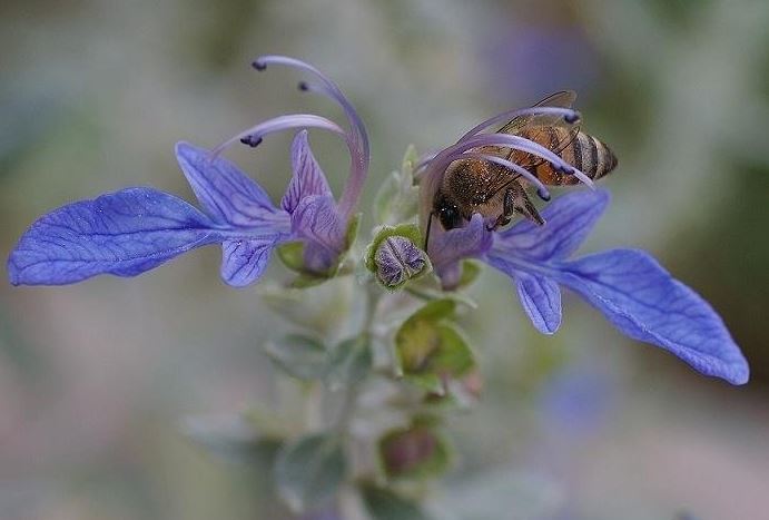 Teucrium Species, Shrubby Germander, Tree Germander