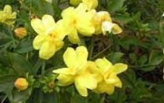 Jasminum Species, Chinese Jasmine, Primrose Jasmine