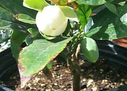 Dwarf Magnolia, Cempaka Telur, Cempaka Gondok, Coconut Magnolia