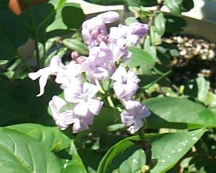 Syringa, Common Lilac, French Lilac Lavender Lady