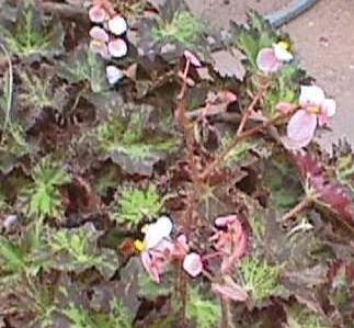 Rhizomatous Begonia Cleopatra