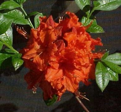 Rhododendron, Azalea Gibraltar