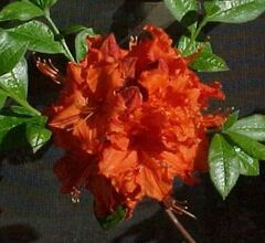 Rhododendron, Azalea 'Gibraltar'