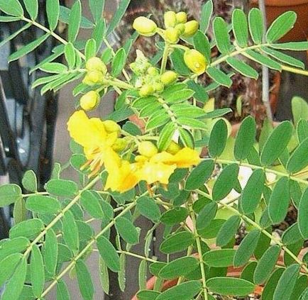 Sunshine Tree, Scrambled Egg Tree, Glossy Shower