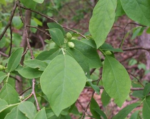 Leatherwood