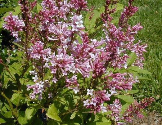 Syringa, Preston Lilac James MacFarlane