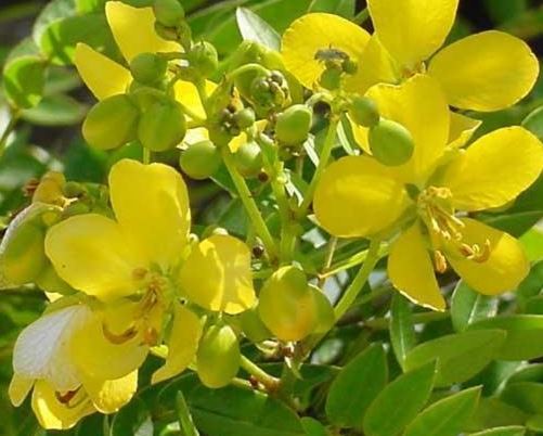 Senna Species, Senna Bahama