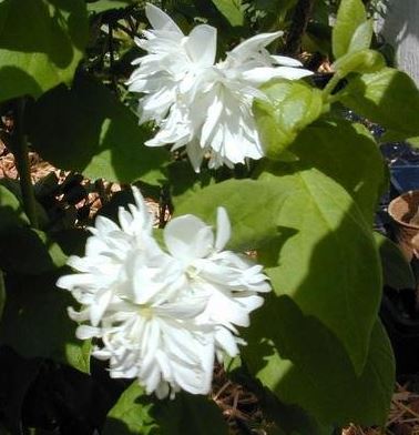 Philadelphus, Mock Orange, Virginal Mockorange Minnesota Snowflake