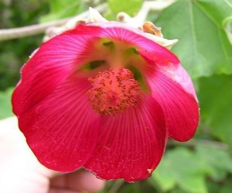 Phymosia Species, Fimosia, Mexican Bush Mallow, Malva Aparasolada