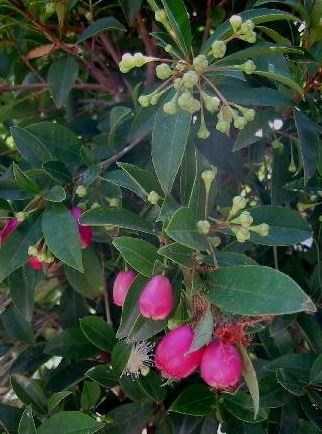 Eugenia, Brush Cherry Monterey Bay