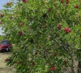 Rhus Species, Flame-Leaf Sumac, Lance-Leaf Sumac, Prairie Sumac