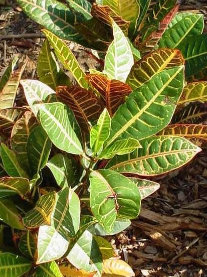 Croton Petra
