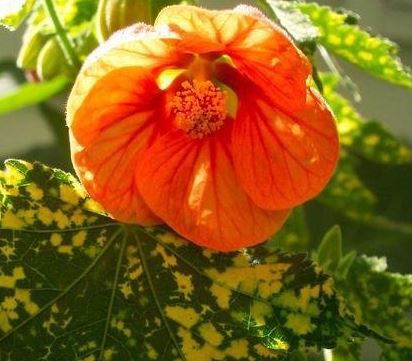 Abutilon, Flowering Maple Gold Dust