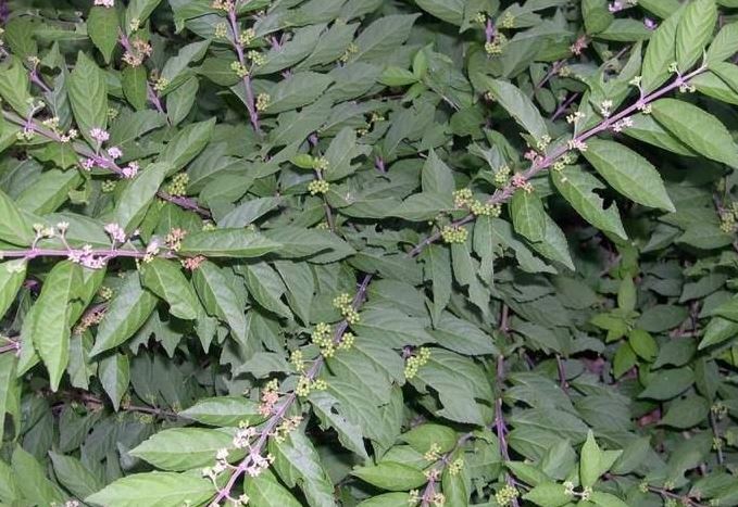 Callicarpa, Beauty Berry, Japanese Beautyberry Issai