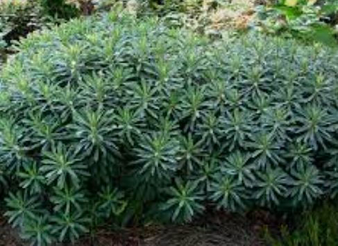 Euphorbia Species, Martins Spurge, Wood Spurge