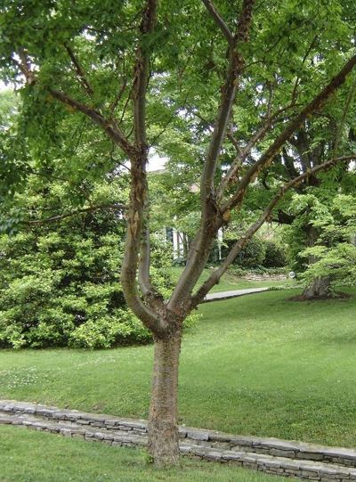 Syringa, Pekin Lilac China Snow