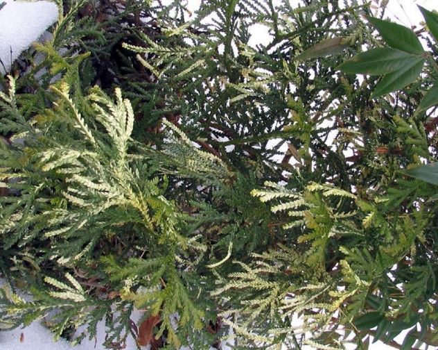 Hiba Arborvitae, Japanese Hiba Cypress Variegata
