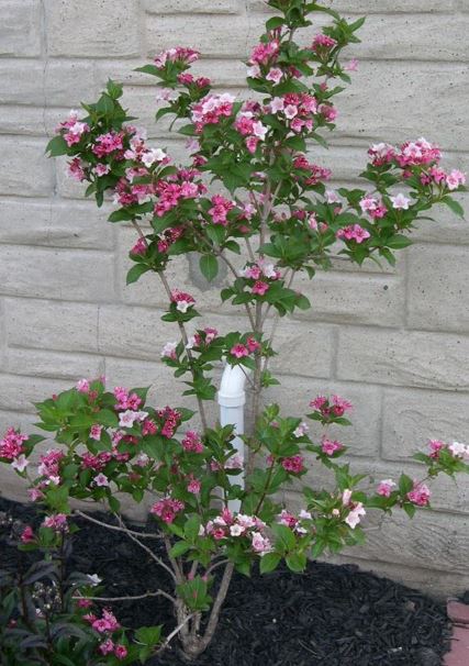 Weigela Carnaval