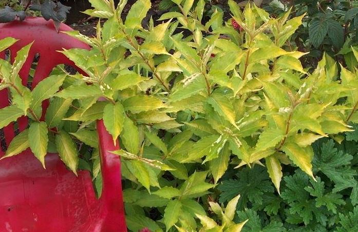 Weigela Rubidor