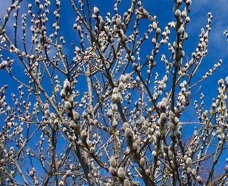 Japanese Pussy Willow, Giant Pussywillow