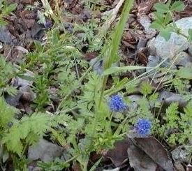 Ceanothus, California Lilac Concha