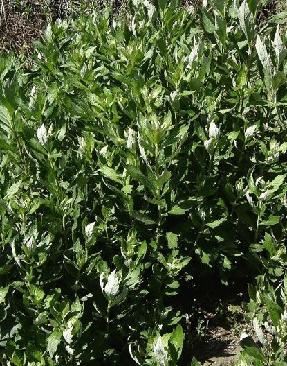 Mugwort