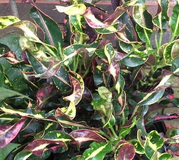 Codiaeum, Croton Curly Boy
