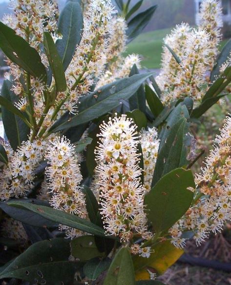 English Laurel, Common Laurel, Cherry Laurel Otto Luyken