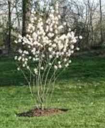 Snowy Mespilus, June berry, Serviceberry, Apple Serviceberry