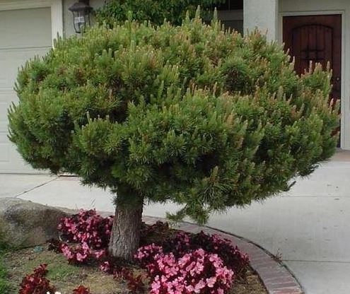 Pinus, Japanese Red Pine Umbraculifera