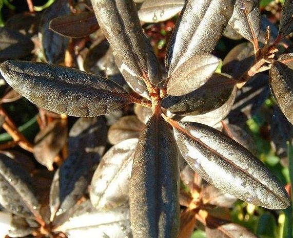 Rhododendron PJM