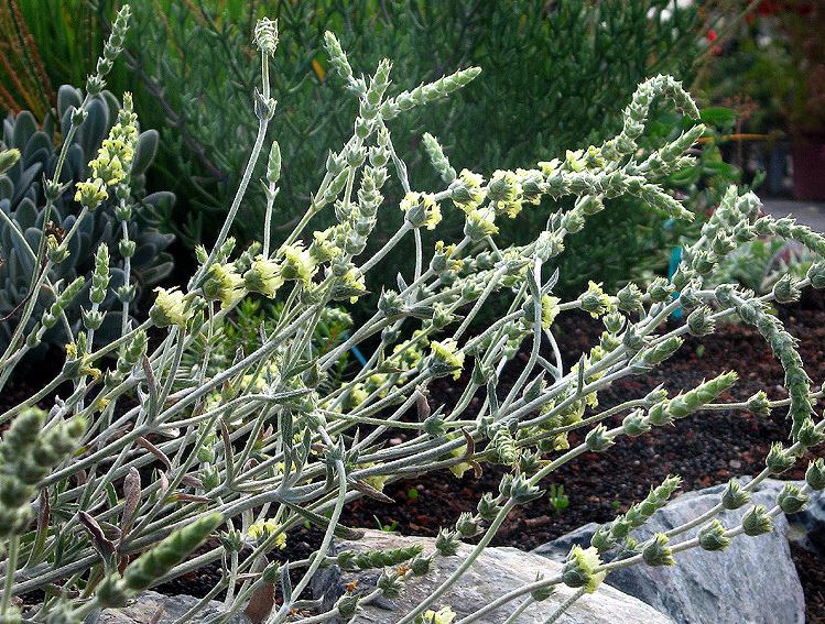 Sideritis Species, Greek Mountain Tea, Ironwort