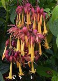 Deppea Species, Cristobal, Golden Fuchsia