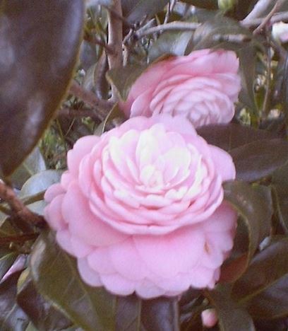 Common Camellia, Japanese Camellia Pink Perfection