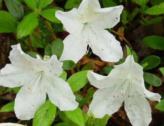 Rhododendron, Azalea Delaware Valley White